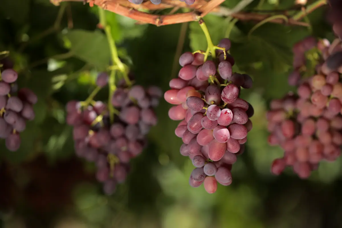 racimo de uva